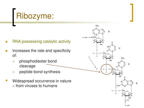 PPT - Ribozymes PowerPoint Presentation, free download - ID:845795