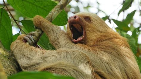 Three-toed Sloth Stock Footage Video | Shutterstock