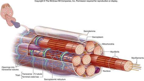 Anatomy Of A Skeletal Muscle Fiber | MedicineBTG.com