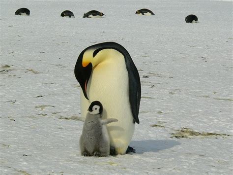 Emperor Penguin Predators: Who Eats Emperor Penguins?