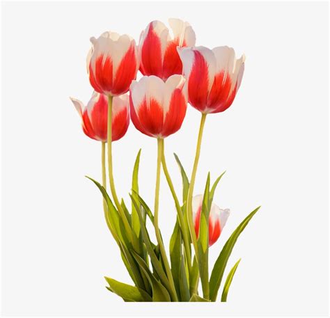 Tulip Merah Musim Semi Bunga - Gambar Bunga Tulip Mekar Transparent PNG ...