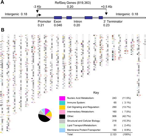 Natural genetic variation caused by small insertions and deletions in ...