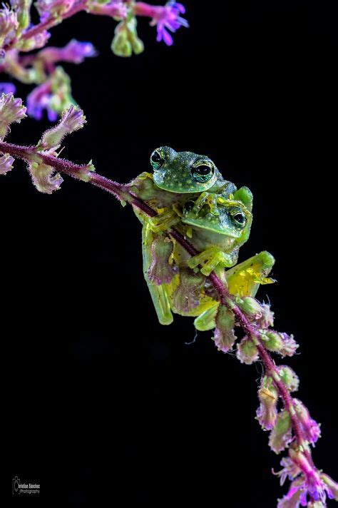 30 Glass Tree Frog ideas | frog, tree frogs, glass frog