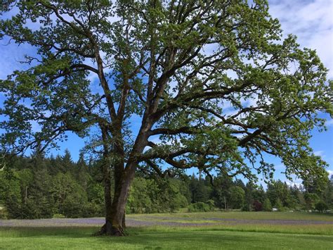 A Guide to Identify Oak Tree by Leaves and Bark - EatHappyProject