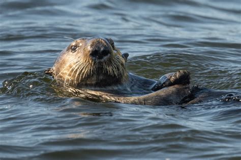 Check out this adorable sea otter spotted in Squamish - Squamish Chief