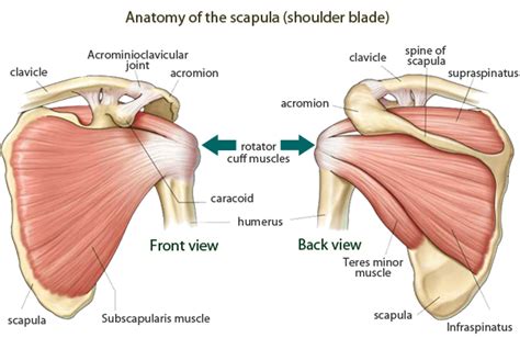 Shoulder Blade Anatomy Diagram - Immagine Correlata Shoulder Anatomy ...