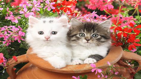 Most Beautiful Cats HD Free Wallpapers - Welcome to Nice World!