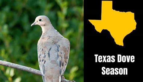 Dove Season Texas 2024-2025: New Dates, Bags & Hunting Zones!