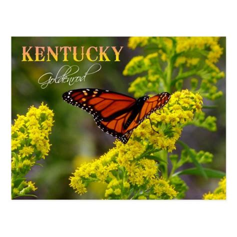 Kentucky State Flower: Goldenrod Postcard | Zazzle.com