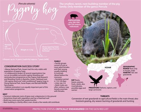 Pygmy Hog: Facts, Habitat, and How it Builds a Nest