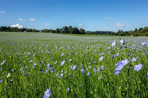 Download free photo of Fields, lin, normandy, france, flower - from ...