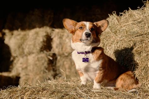 Shy Sydney, All Love and Ears: A Cardigan Welsh Corgi Story - The Daily Corgi