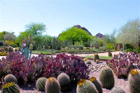 The Desert In Bloom At The Desert Botanical Garden in Phoenix - Growing ...