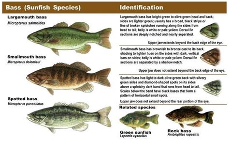 Common N.A. Bass Identification Chart : r/FishingForBeginners