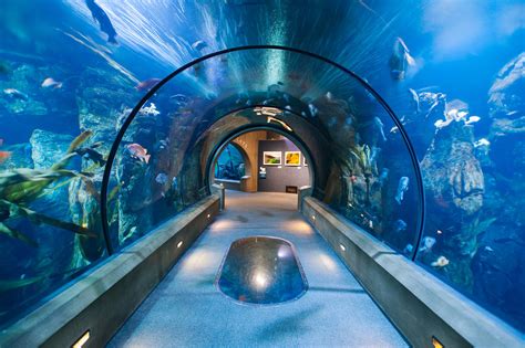 Oregon Coast Aquarium at 30 Years – Oregon Coast Magazine