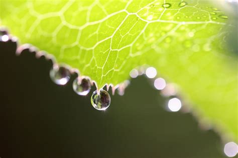 Photography of green leaf with morning dew HD wallpaper | Wallpaper Flare