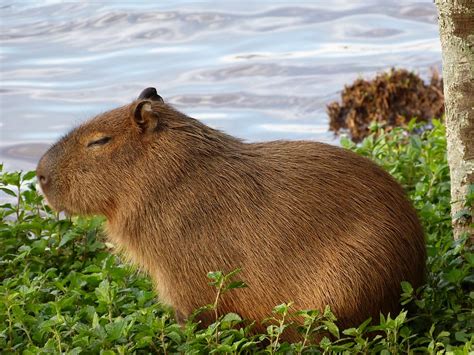 Capybara Wallpaper 4k