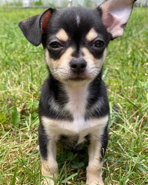 Teacup Chihuahua: 15 Things You Need to Know About