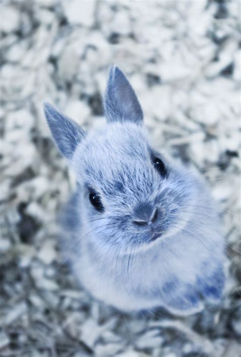 Browsing deviantART | Cute bunny pictures, Cute baby animals, Baby animals