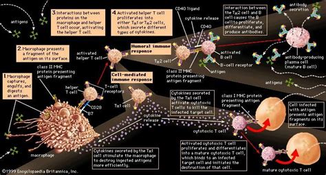 Immune system - Evolution of the immune system | Britannica.com