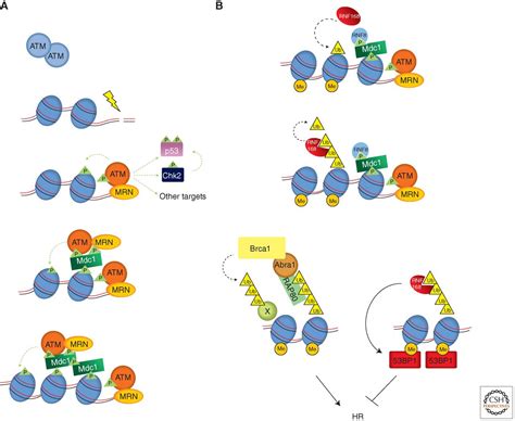 DNA Damage Sensing by the ATM and ATR Kinases