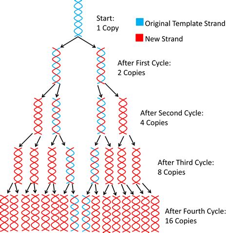 [DIAGRAM] Cycles Of Pcr Diagram - MYDIAGRAM.ONLINE