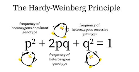 Hardy Weinberg Equilibrium | bartleby