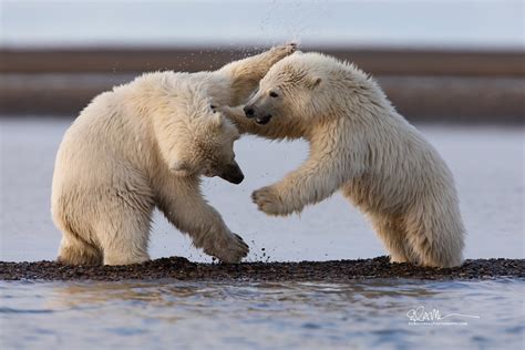 Polar Bears In Alaska, Best Places To See Them