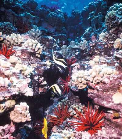 Coral Reefs - Sea Life Photo (114548) - Fanpop