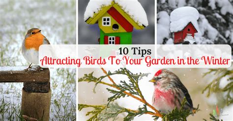 10 Tips For Attracting Birds in Winter To Your Garden