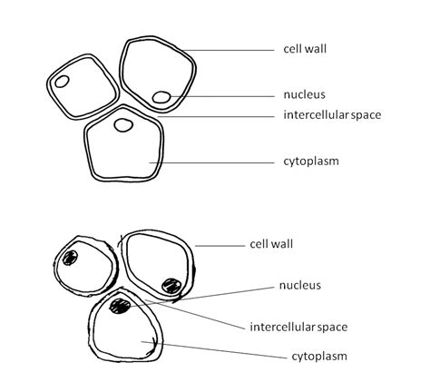 Making Biological Drawings | Introduction to Biology