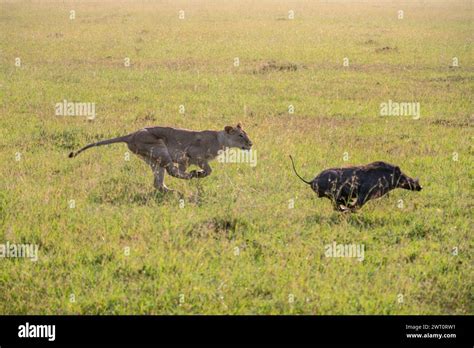 Warthog kill hi-res stock photography and images - Alamy