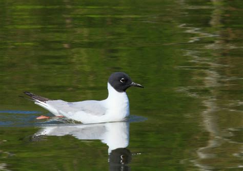 Bird Identification - Maryland Ornithological Society