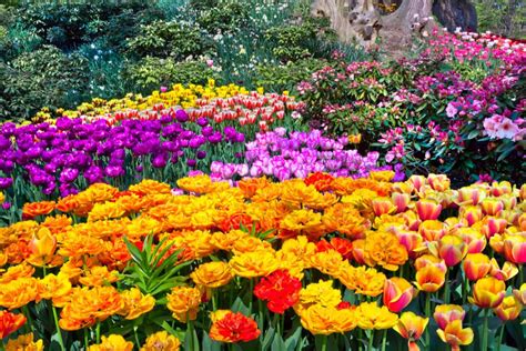 58 Colorful Plants And Flowers For A Stunning Garden Display