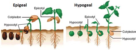 Types of Seed Germination - Epigeal vs Hypogeal | Seed germination, Germination, Plant science