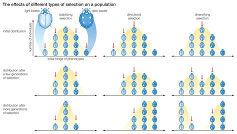 Microevolution Explains Quick-Acting Changes in a Gene Pool