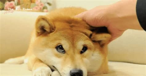 Dog Kabosu: The Iconic Shiba Inu Behind The Memes 2024