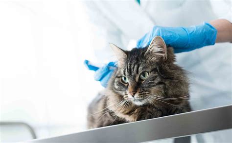 A Closer Look at Cat Vaccinations | Dupont Veterinary Clinic