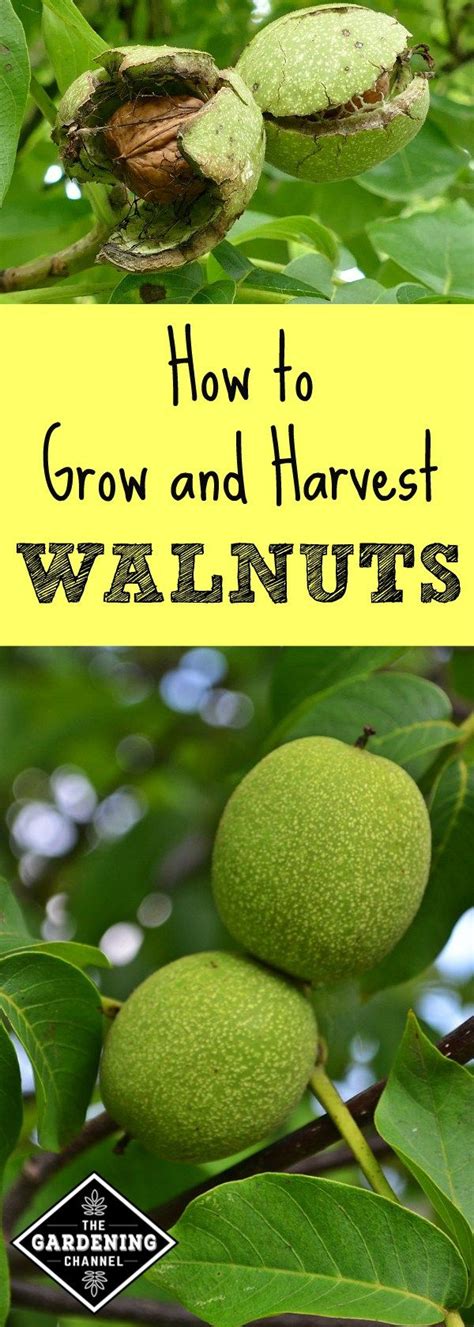 Learn everything you need to know to grow your own walnut trees. The most common walnut tree ...