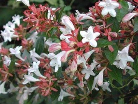 17 Best images about Abelia on Pinterest | Golden anniversary, Ruby anniversary and Shrubs