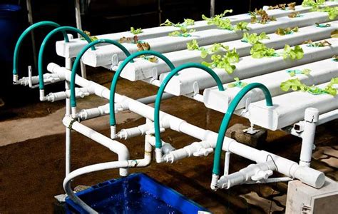 NFT Hydroponic System (Everything you need to know) - Climatebiz