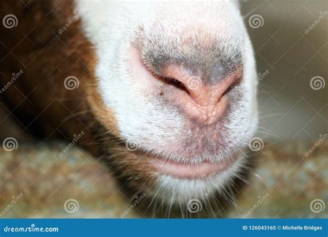 Up Close Macro of a Goat`s Nose Stock Image - Image of showing, view: 126043165