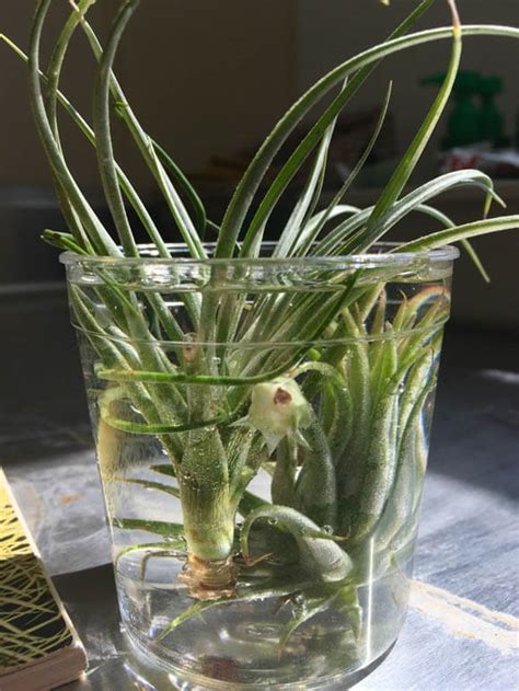 Air Plants (Tillandsia) Guide | Our House Plants