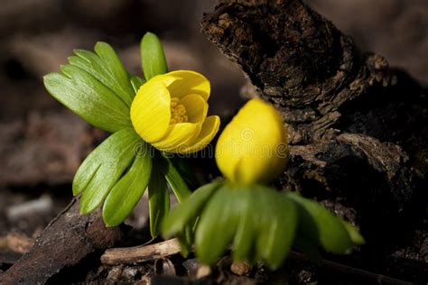 Two winter aconite flowers stock photo. Image of ground - 211166154