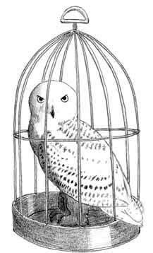 How to Draw Hedwig, Harry Potter’s Snowy Owl | Harry potter owl, Harry potter drawings, Harry ...