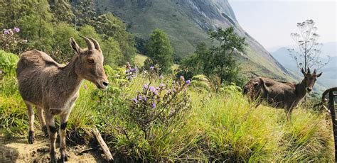 Wander Through the Western Ghats, this International Day for Biological ...