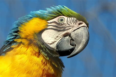 Free photo: Macaw, Bird, Beak, Parrot - Free Image on Pixabay - 650638
