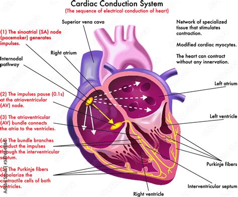 Diagram of Cardiac Conducting System (the sequence of electrical conduction of heart) with ...