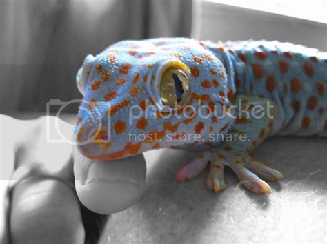 most colourful lizards - Reptile Forums