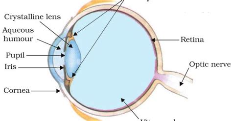 describe the structure of human eye - Science - The Human Eye and the ...